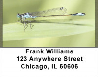 Dragonflies Close Up Address Labels | LBQBC-07
