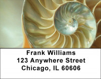 Sweet Shells Address Labels | LBQBC-43