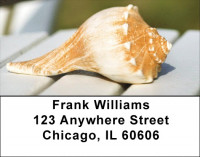 Sweet Shells Address Labels | LBQBC-43