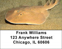 Stingrays Address Labels | LBQBC-44