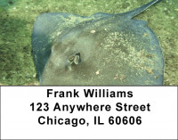 Stingrays Address Labels | LBQBC-44