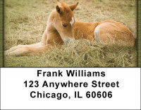 Foals And Mares Address Labels | LBQBC-62