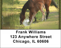 Foals And Mares Address Labels | LBQBC-62