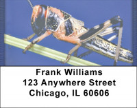 Grasshoppers Address Labels | LBQBC-77