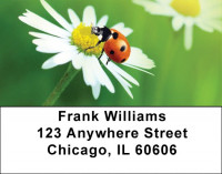 Daisy And Ladybugs Address Labels | LBQBC-83