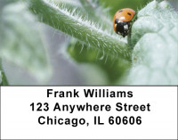 Ladybug Garden Address Labels | LBQBC-87
