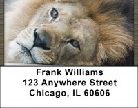Lion eyes Address Labels | LBQBC-97