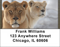 Lion eyes Address Labels | LBQBC-97
