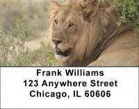 Lions King Of The Jungle Address Labels | LBQBC-98