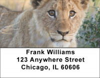 Lions King Of The Jungle Address Labels | LBQBC-98