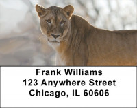 Lions King Of The Jungle Address Labels | LBQBC-98