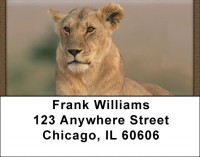 Lions Up Close Address Labels | LBQBC-99