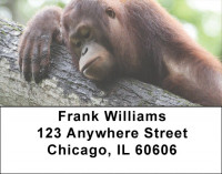 Go Ape Address Labels | LBQBD-05