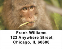 Jungle Monkeys Address Labels | LBQBD-06