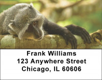 Jungle Monkeys Address Labels | LBQBD-06
