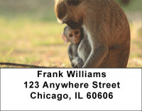Jungle Monkeys Address Labels | LBQBD-06