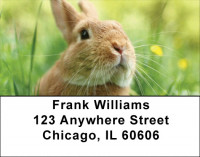 Bunny Springtime Address Labels | LBQBD-13