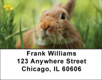 Bunny Springtime Address Labels | LBQBD-13