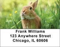 Bunny Springtime Address Labels | LBQBD-13