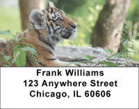 Tiger Portraits Address Labels | LBQBD-38