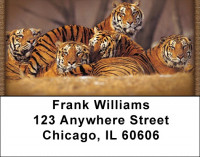 Wild As A Tiger Address Labels | LBQBD-39
