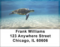 Sea Turtles Address Labels | LBQBD-41