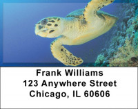 Sea Turtles Address Labels | LBQBD-41