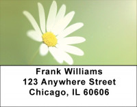 Daisy Dazzle Address Labels | LBQBG-42