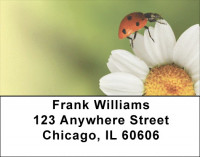 Daisy Dazzle Address Labels | LBQBG-42