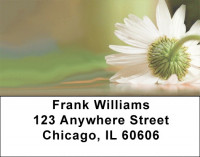 Daisy Dazzle Address Labels | LBQBG-42