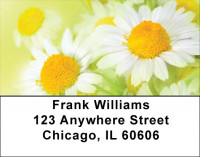 Dreamy Daisies Address Labels | LBQBG-43