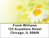 Dreamy Daisies Address Labels | LBQBG-43