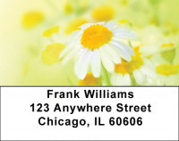 Dreamy Daisies Address Labels | LBQBG-43