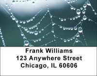 Dewy Webs Address Labels | LBQBH-94