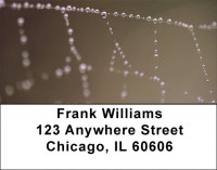Dewy Webs Address Labels | LBQBH-94