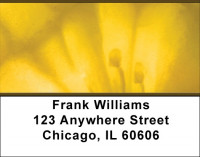 Transparent Address Labels | LBQBM-47