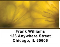 Transparent Address Labels | LBQBM-47