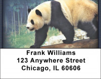 Panda Bears Address Labels | LBZANI-11