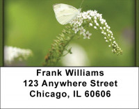 Butterflies in Nature Address Labels | LBZANI-17
