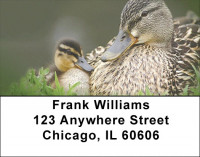 Ducklings in Spring Address Labels | LBZANI-63