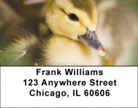 Ducklings in Spring Address Labels | LBZANI-63