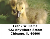 Ducklings in Spring Address Labels | LBZANI-63