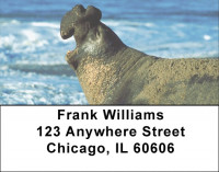 Elephant Seals and Sea Lions Address Labels | LBZANI-70