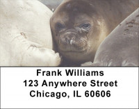 Elephant Seals and Sea Lions Address Labels | LBZANI-70