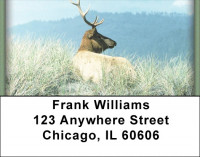 Elk in the High Country Address Labels | LBZANI-72