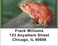 Funky Frogs Address Labels | LBZANI-76