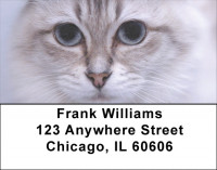 My Point of View Address Labels | LBZANI-86