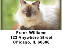 Persian Pedigrees Address Labels | LBZANI-88