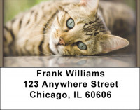Persian Pedigrees Address Labels | LBZANI-88