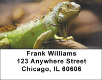 Iguana Be Cool Address Labels | LBZANI-89